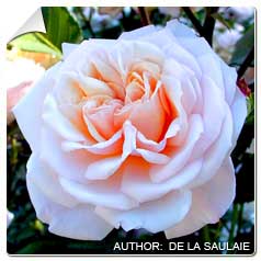 Roseira 'Gruss an Aachen'